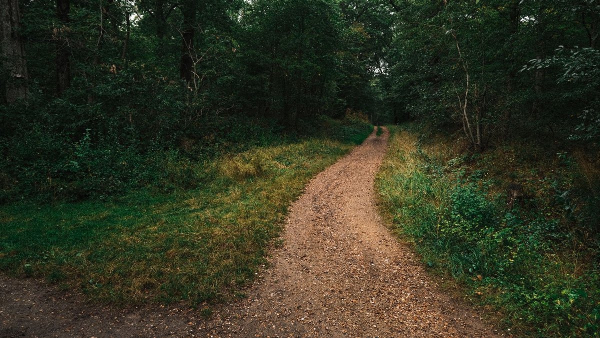 Peaceful dirt road winding through a lush green forest, ideal for nature and travel themes.