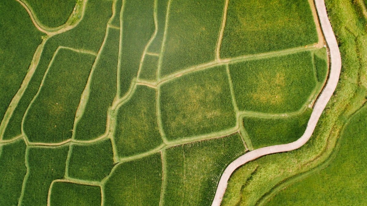 Drone shot of lush green fields with road, showcasing agricultural patterns.