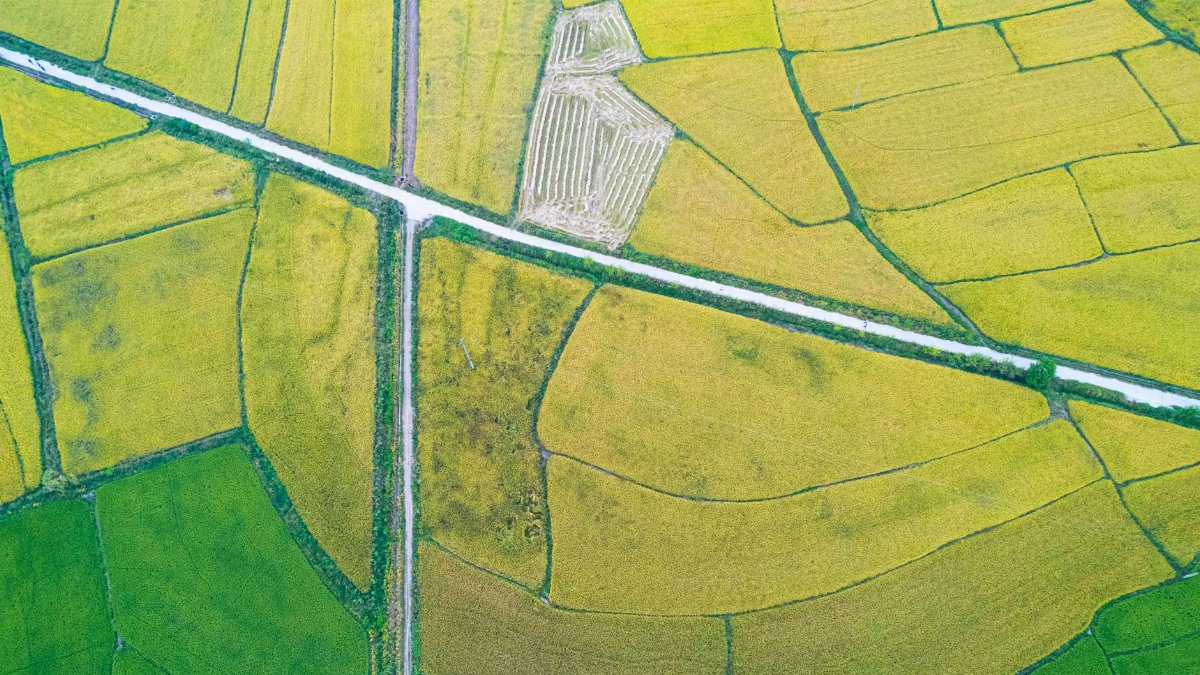 Aerial photo of green and yellow fields creating a patchwork pattern in rural China.