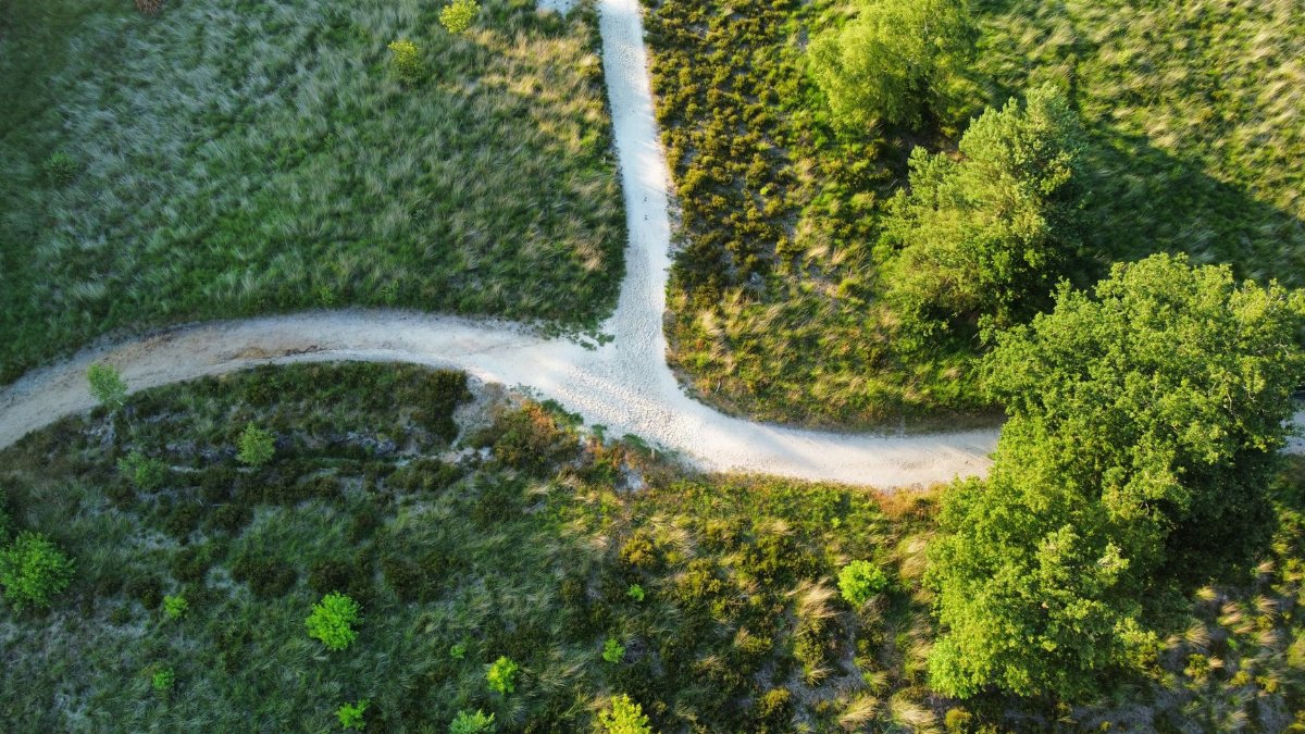 Aerial view of intersecting pathways amidst verdant greenery and trees, a vibrant natural scene.