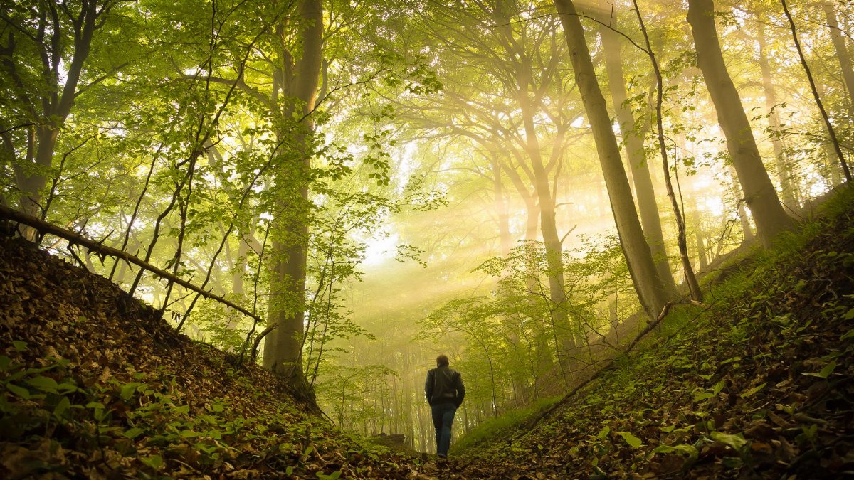 A person walking through a lush, sunlit forest pathway with beams of light filtering through the trees.