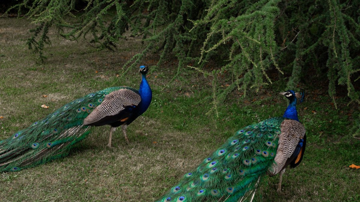 Two majestic peacocks with vibrant plumage standing under evergreen trees.
