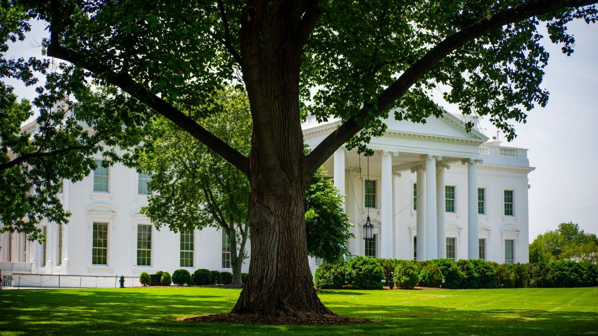 A view of the White House with lush greenery on a summer day, featuring a prominent tree.
