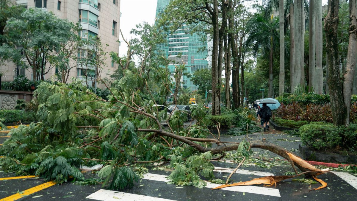 Debris from typhoon damage including fallen trees on a city street in Taipei, Taiwan.