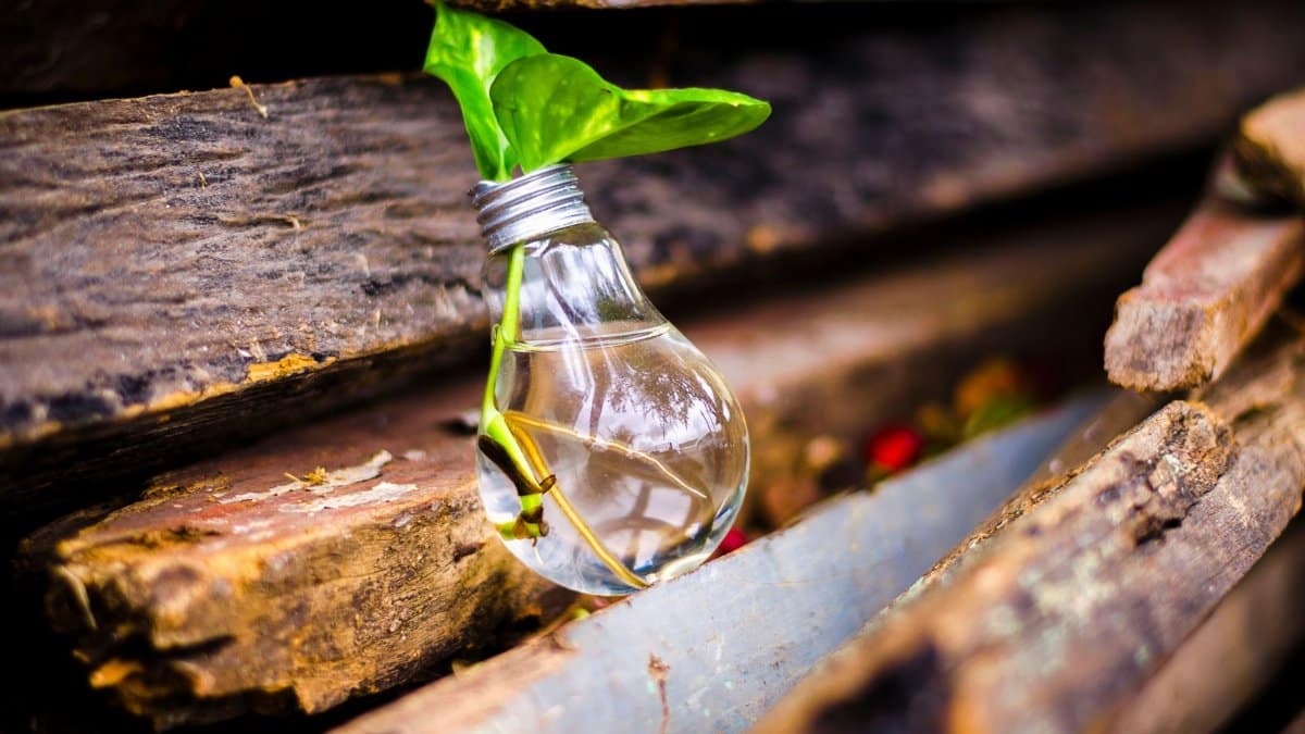 A light bulb filled with water and a plant symbolizes creativity and innovation in reuse.