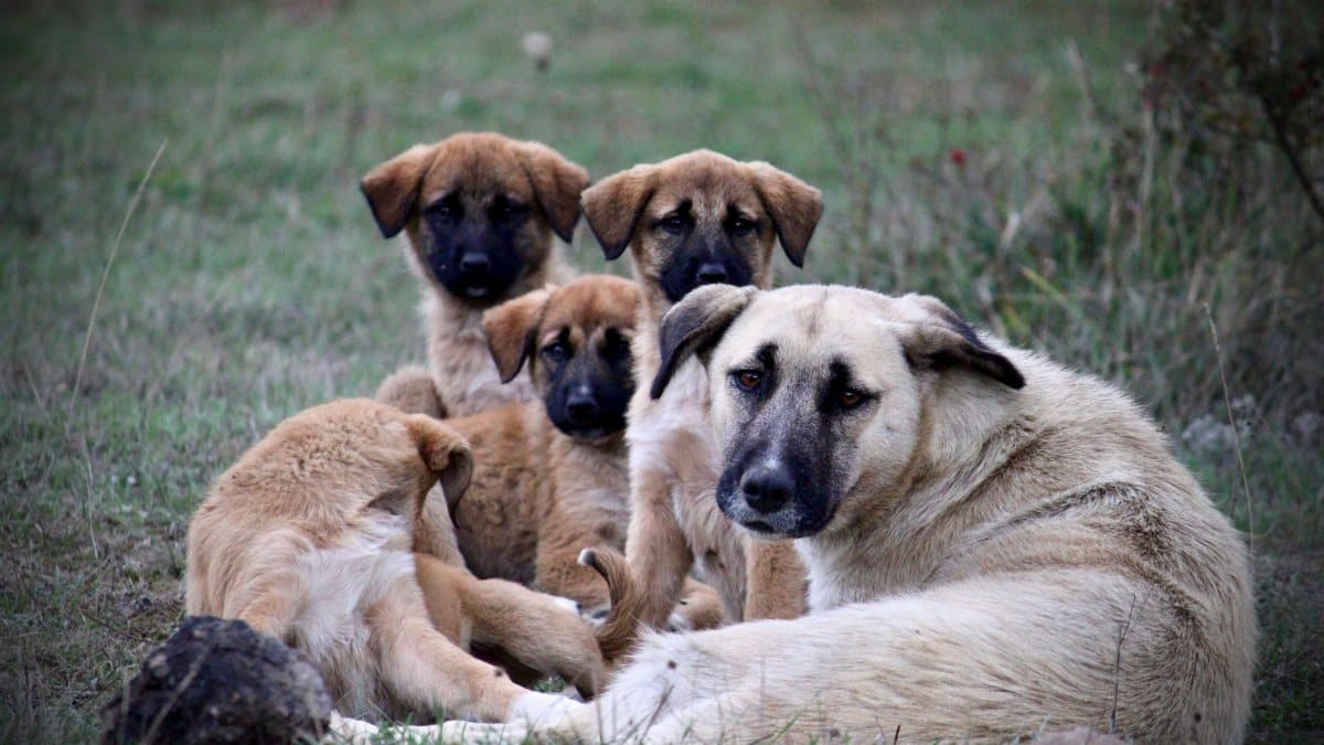 A group of Anatolian Shepherd dogs resting together in a grassy field, showcasing family bond.