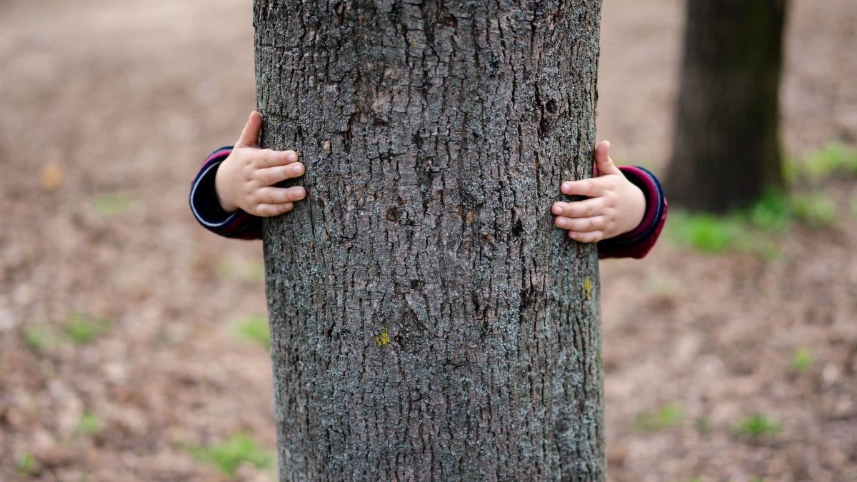 A child playfully hiding behind a tree trunk outdoors in a sunny park.