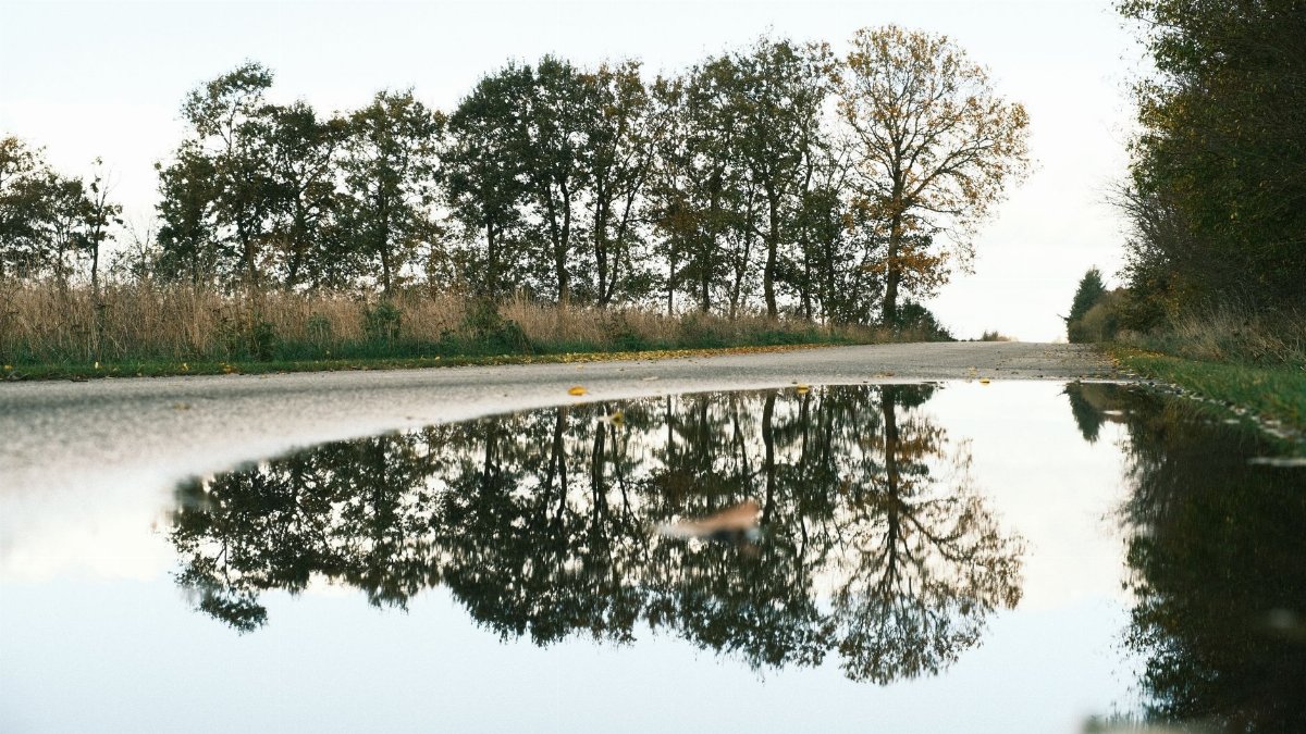 Calm reflections of trees on a clear day in a puddle by the roadside.