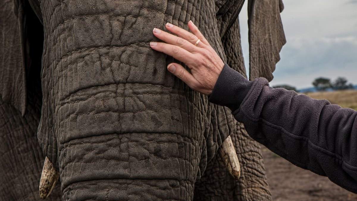 A human hand gently touches the textured skin of an African elephant, emphasizing connection.