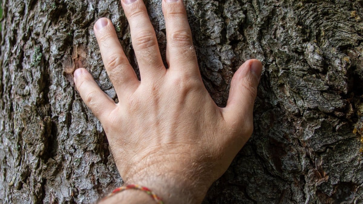 A hand gently touching the textured bark of a tree. Natural connection and texture.