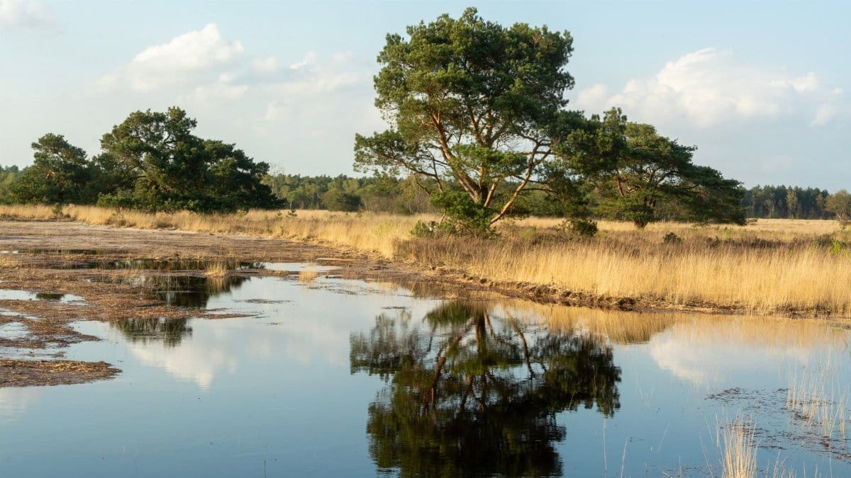 Tranquil lakeside scene with trees and reflections under a clear spring sky.