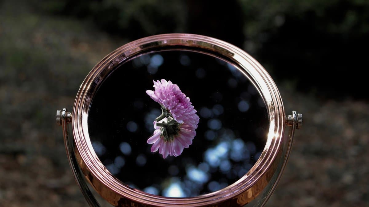 A pink flower reflects in a round mirror, creating a captivating illusion outdoors.