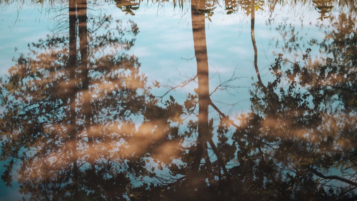Peaceful scene capturing tree reflections in a calm water puddle under a clear blue sky.