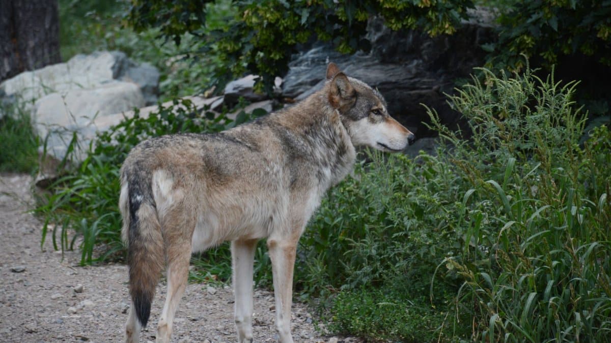 A serene timber wolf stands amid greenery in Ely, Minnesota, exemplifying wildlife beauty.