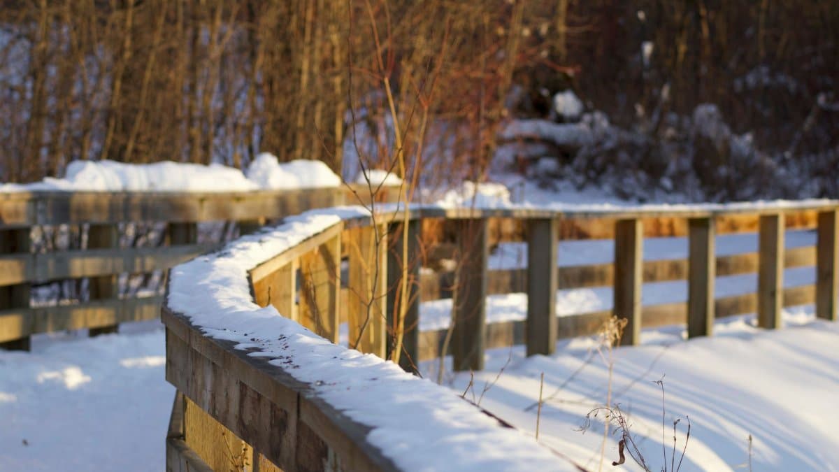 A serene winter scene of a wooden path covered in snow at a park in Prince George, British Columbia.