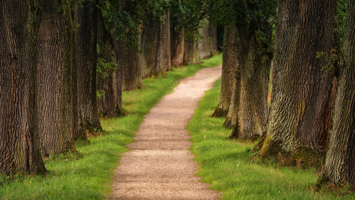 A tranquil dirt path meandering through a lush green forest lined with towering trees.