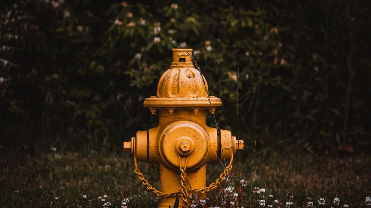 Bright yellow metal fire hydrant placed near bushes with green leaves in summer