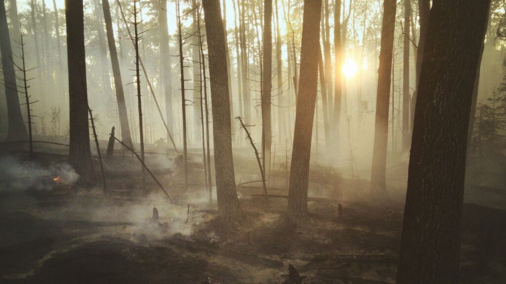 Sunrise streaming through a misty forest recovering from a wildfire in Saskatchewan, Canada.