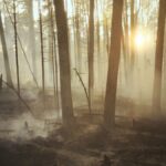 Sunrise streaming through a misty forest recovering from a wildfire in Saskatchewan, Canada.