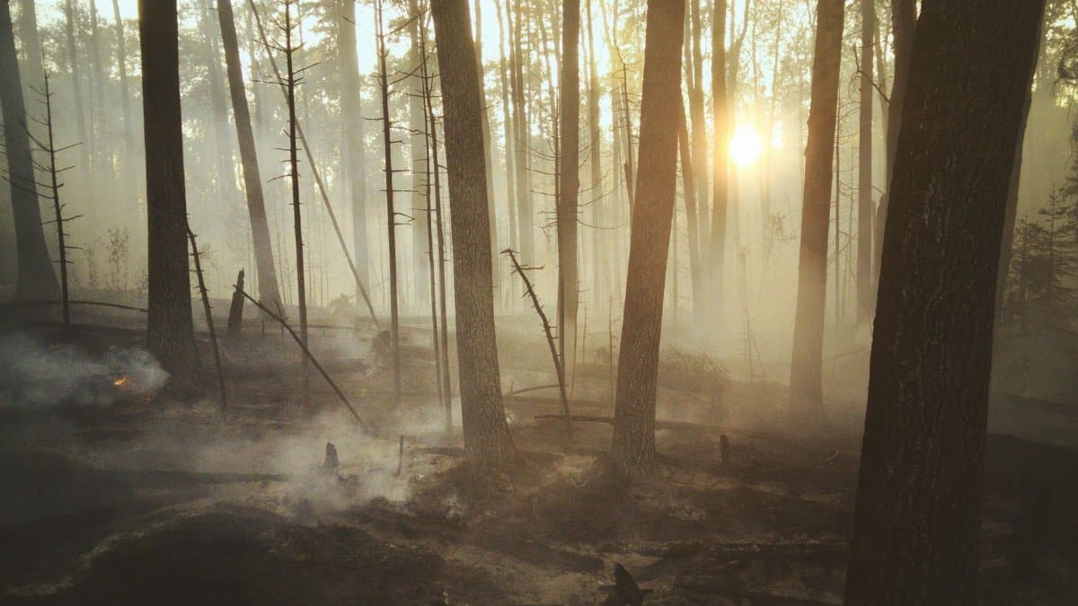 Sunrise streaming through a misty forest recovering from a wildfire in Saskatchewan, Canada.