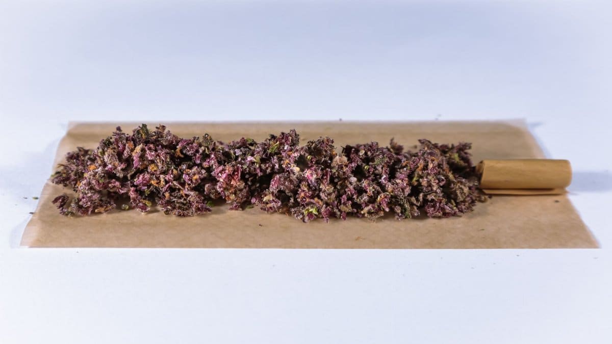 Purple cannabis buds laid out on rolling paper for preparation.