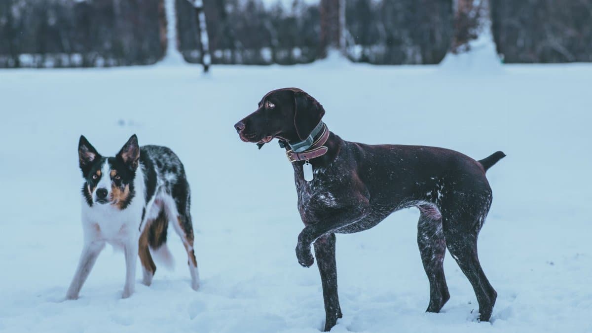 Two dogs enjoy a fun day in the snowy outdoors, showcasing winter playfulness.