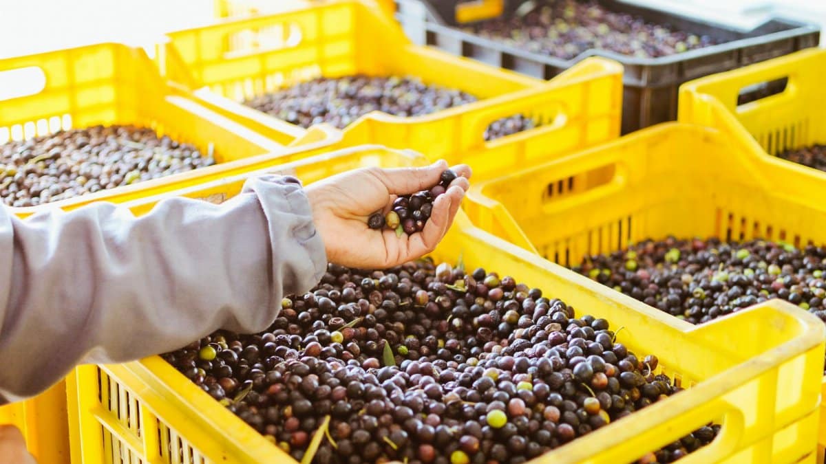 Close-up of hand picking olives from bright yellow crates during harvest season.