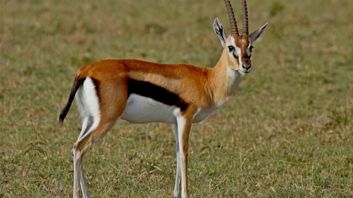 Thompson's gazelle stands gracefully in the vast grasslands of Nakuru, Kenya.