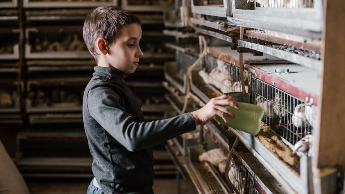 Side view of focused little boy feeding chickens with grain standing against breeding cages at bird farm
