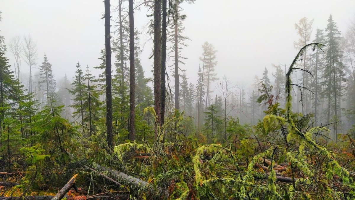 Foggy forest landscape with fallen trees and lush green foliage, creating a serene and mystical atmosphere.
