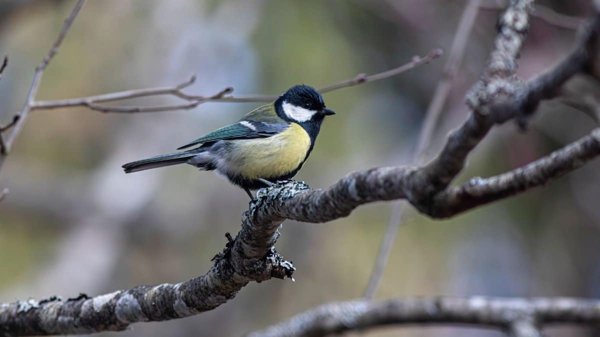 Great Tit (Parus major) perched on a branch in its natural habitat.