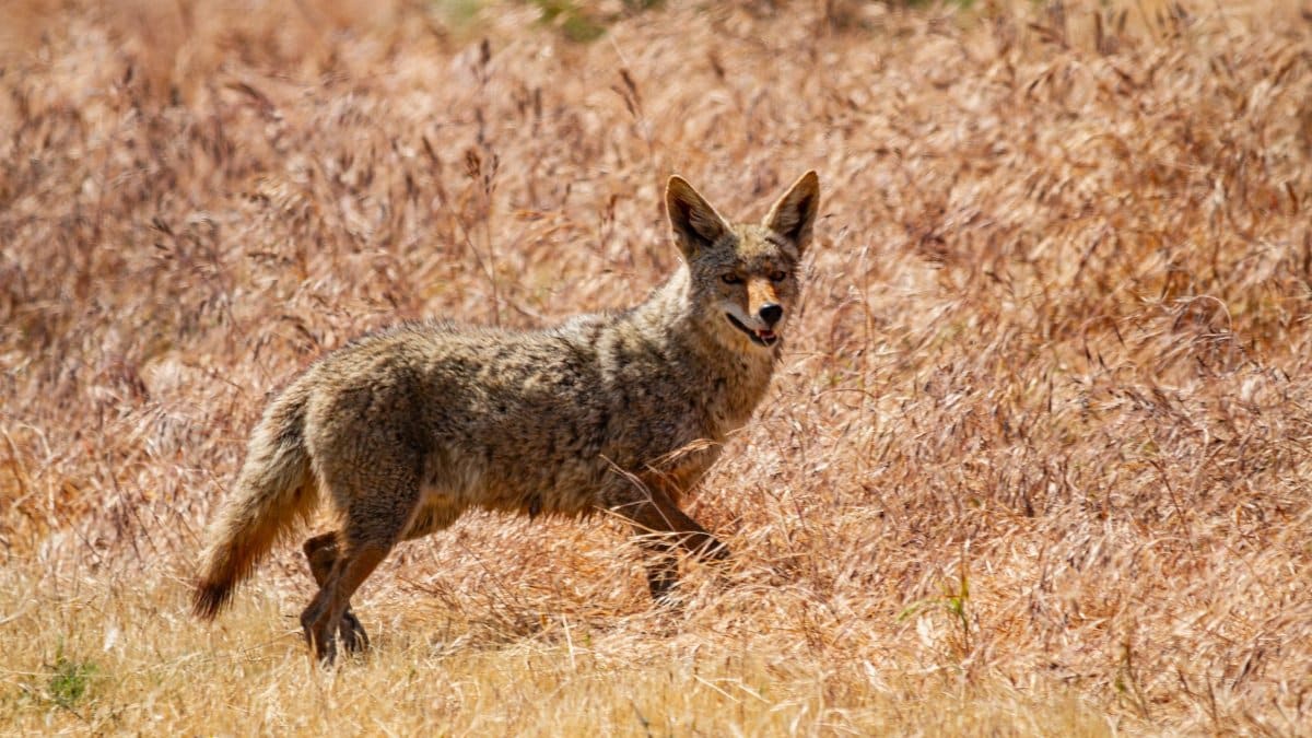 A coyote stands alert in the golden grasslands of Bakersfield, California, showcasing local wildlife.