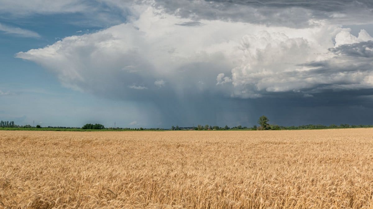 Vast wheat field under a stormy sky showcasing rural landscape beauty.