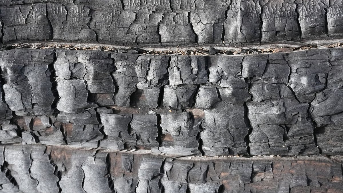 Detailed view of charred tree bark texture showing natural patterns and fire impact.