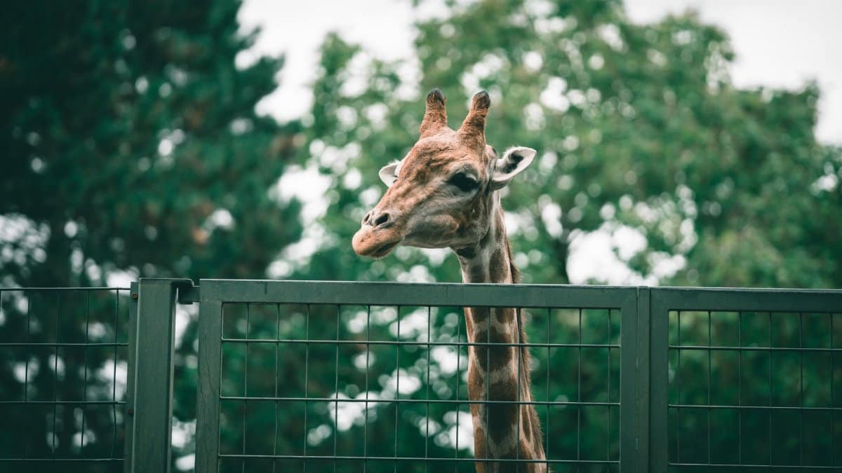 A curious giraffe peering over a zoo fence surrounded by lush greenery on a bright day.