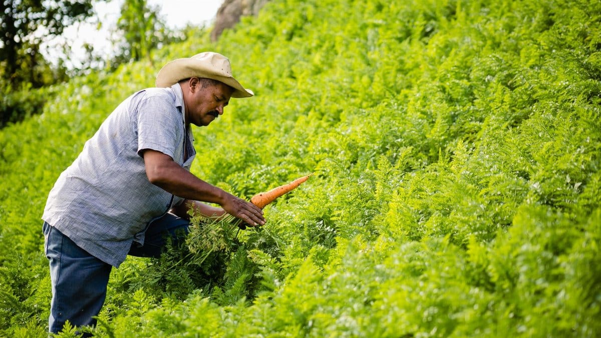 A farmer in Honduras carefully harvests carrots from a vibrant green field, showcasing sustainable agriculture.