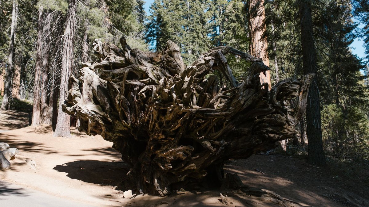 A captivating view of intricate fallen tree roots in a tranquil forest setting with sunlight filtering through the pine trees.