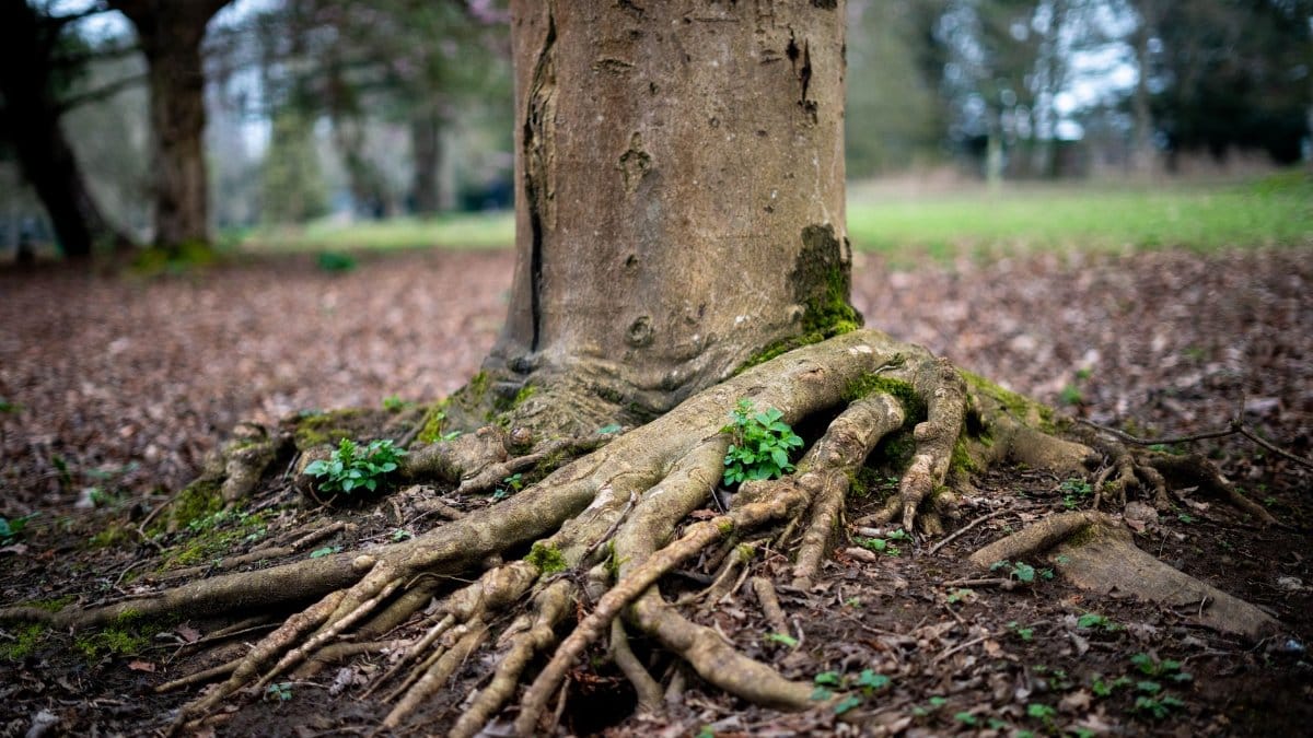Close-up of tree roots emerging from the ground in a tranquil forest environment.