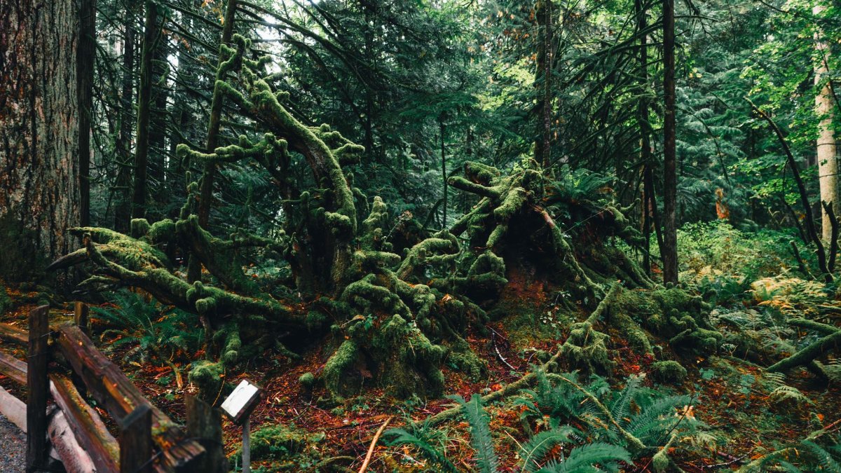 Discover the lush greenery and mossy roots of a forest in Tofino, BC, Canada.