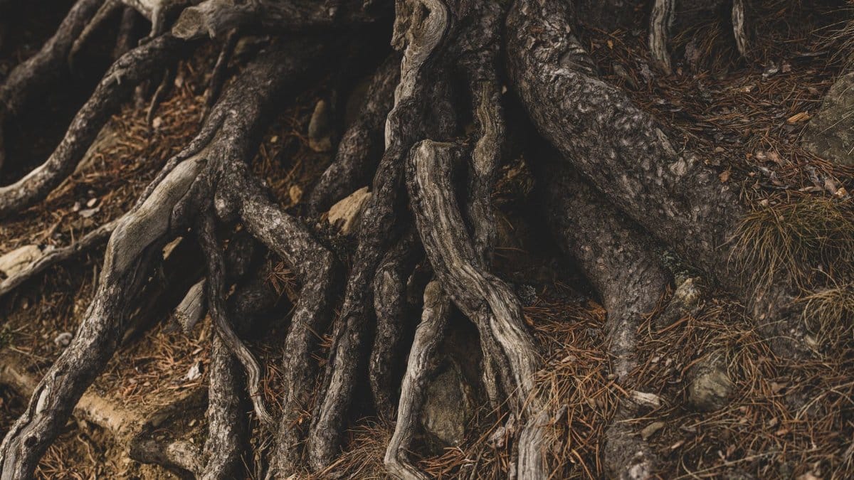 Close-up of intertwined tree roots on a forest floor, showcasing nature's resilience.