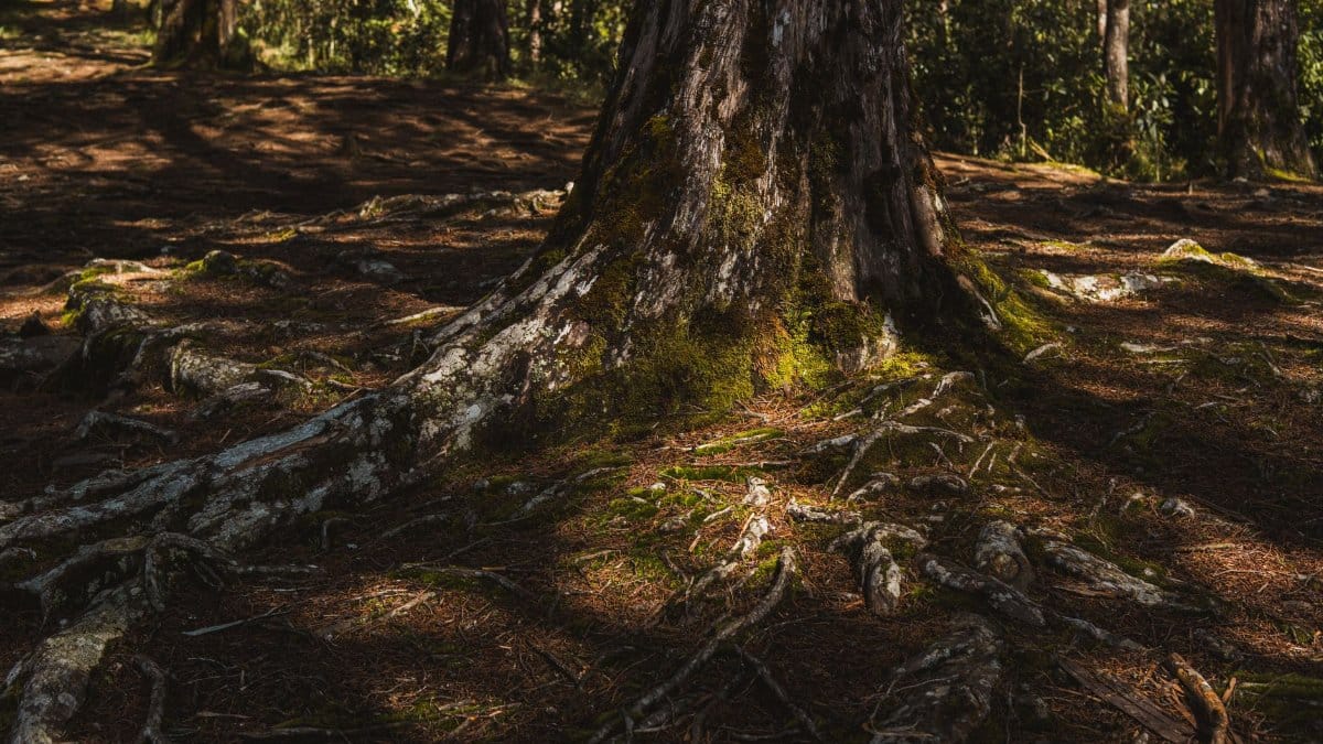 Close-up of tree roots covered in moss, in a sunlit forest setting.