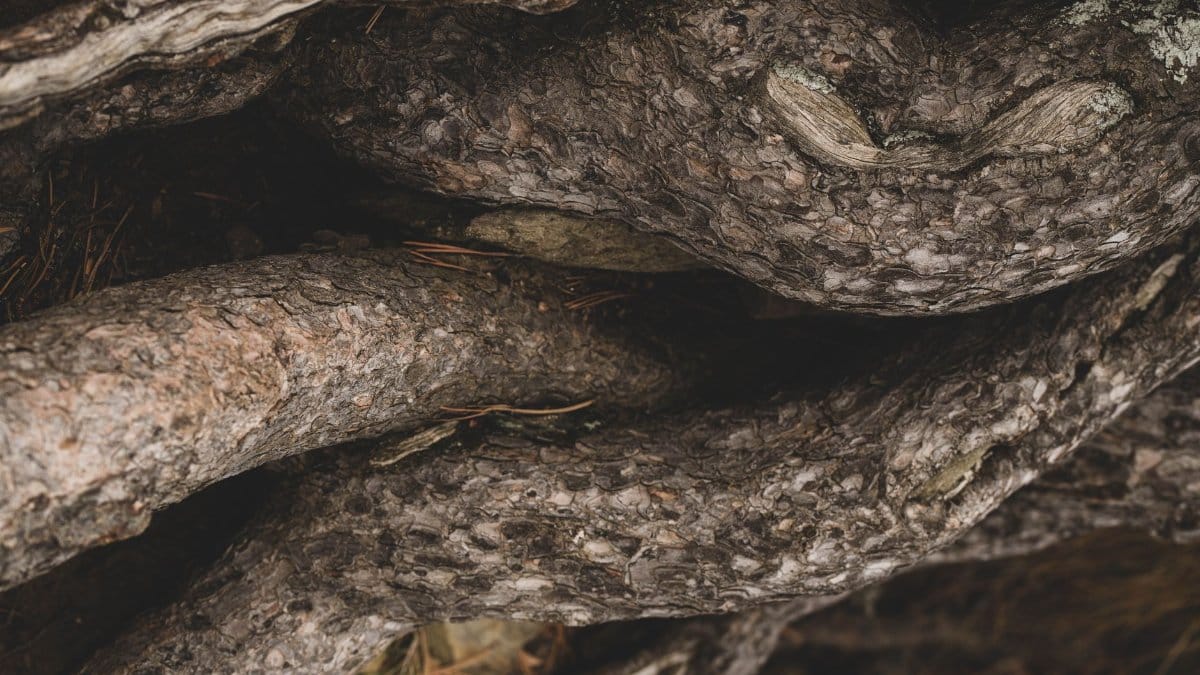 Detailed view of twisted tree roots in a dense forest setting, showcasing texture and natural complexity.