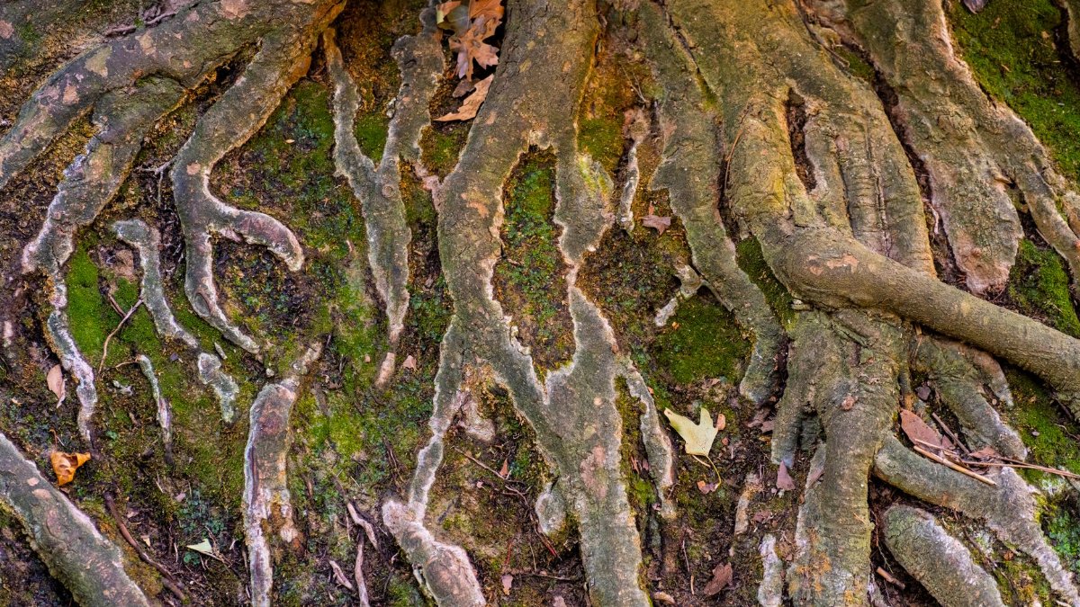 Close-up of tree roots with moss in a woodland setting, depicting nature's intricate textures.