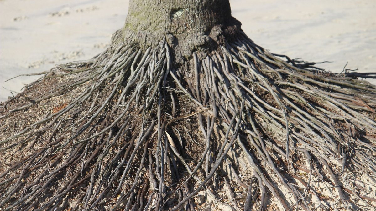 A close-up of tree roots sprawling across the sand on a beach in Guaratuba, Brazil.