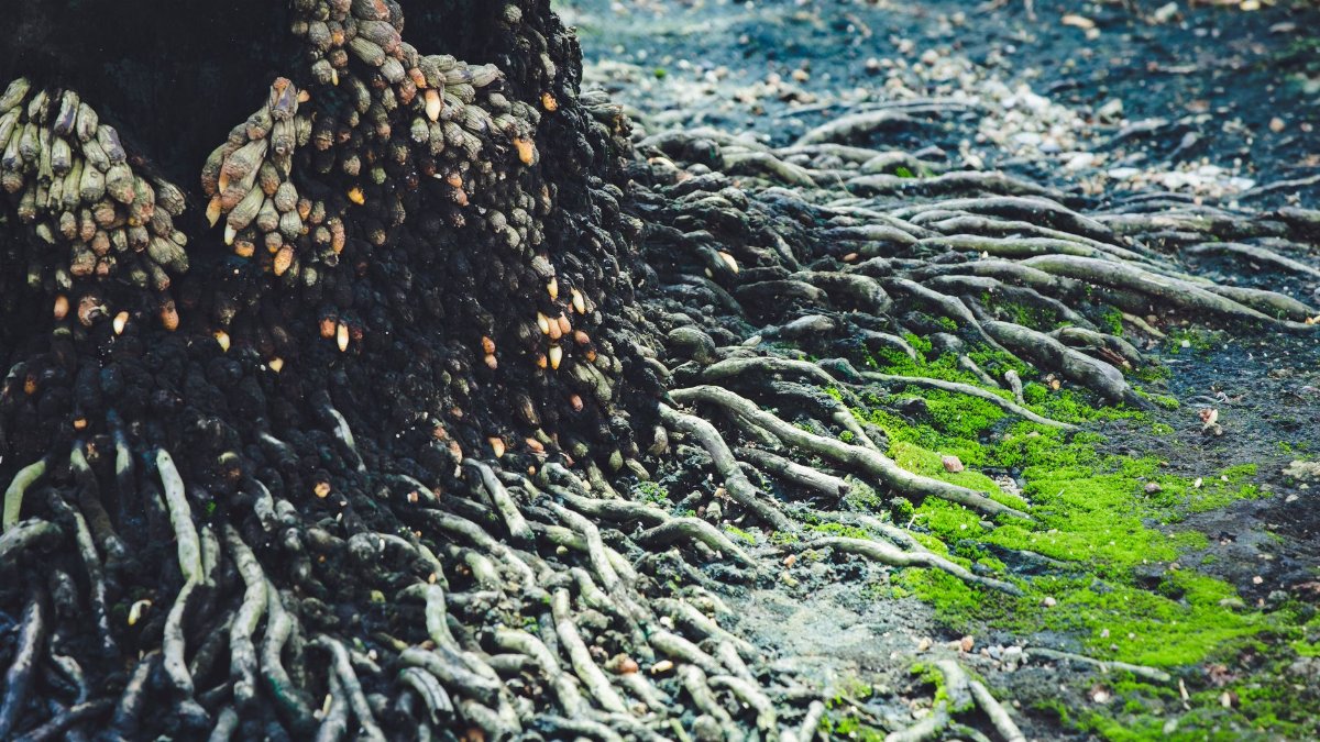 A close-up view of tree roots intertwined with vibrant green moss, showcasing nature's resilience.