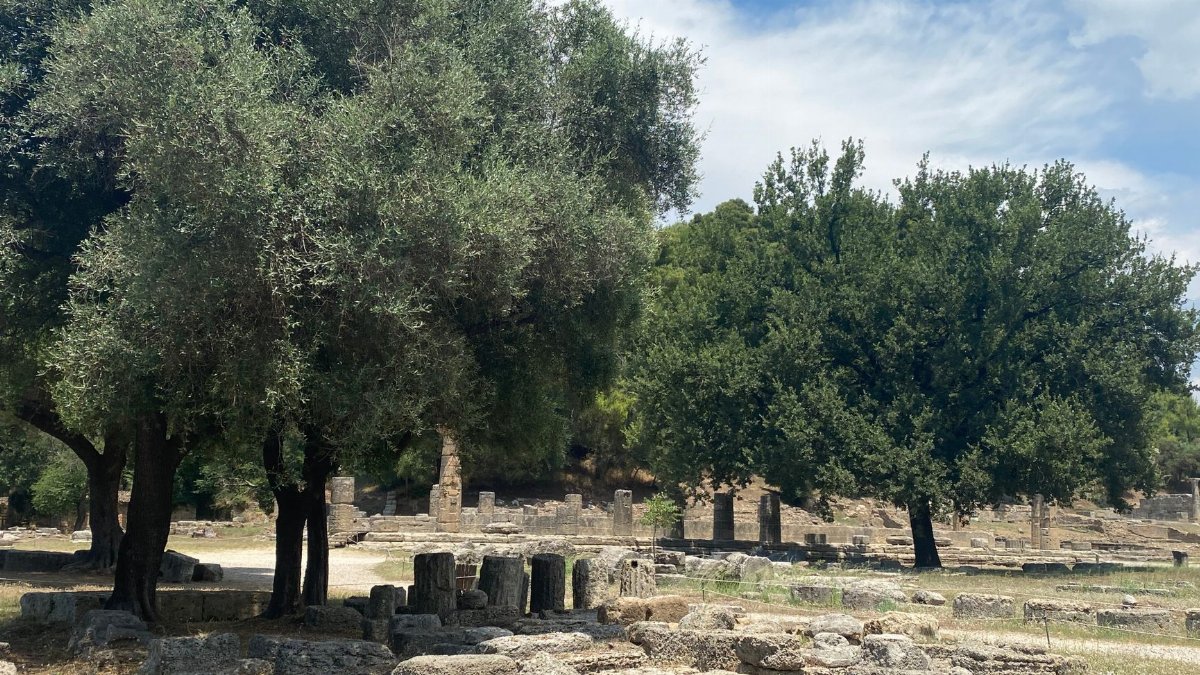 Explore the serene ancient ruins of Olympia with lush olive trees under a bright sky.