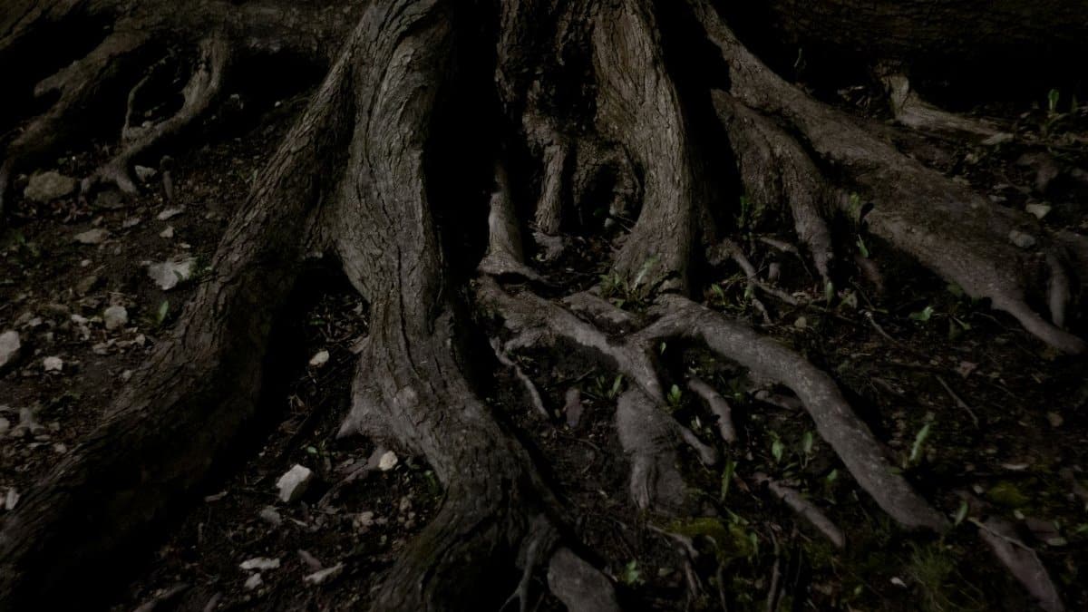 Detailed close-up of tree roots emerging from dark soil at night, showcasing nature's organic structure.