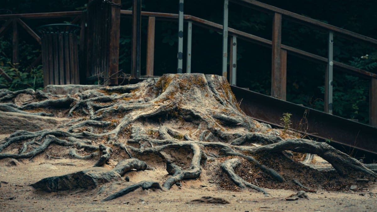 Captivating image of gnarled tree roots exposed near a rustic wooden bridge.