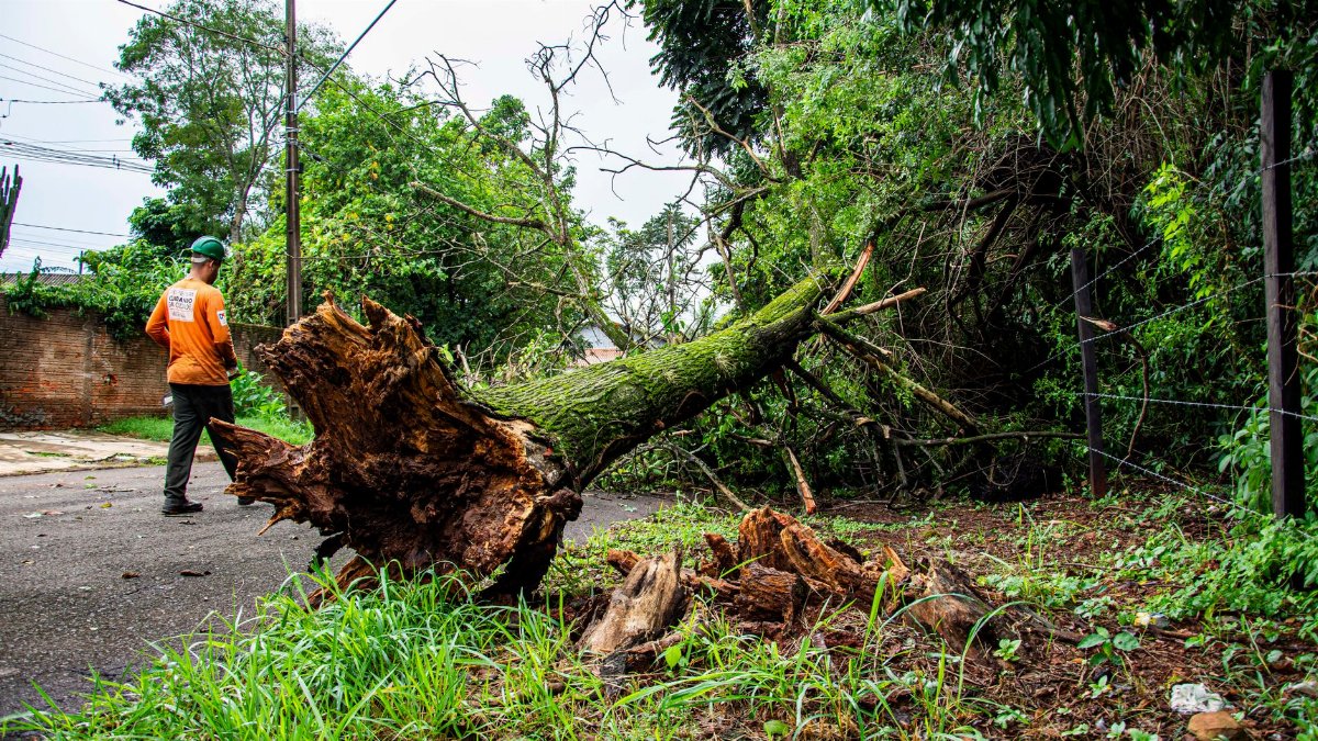 Worker clearing fallen tree on street after storm in Londrina, Brazil.