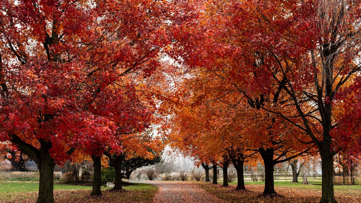 A serene park pathway surrounded by vivid red and orange fall foliage, showcasing the beauty of autumn.